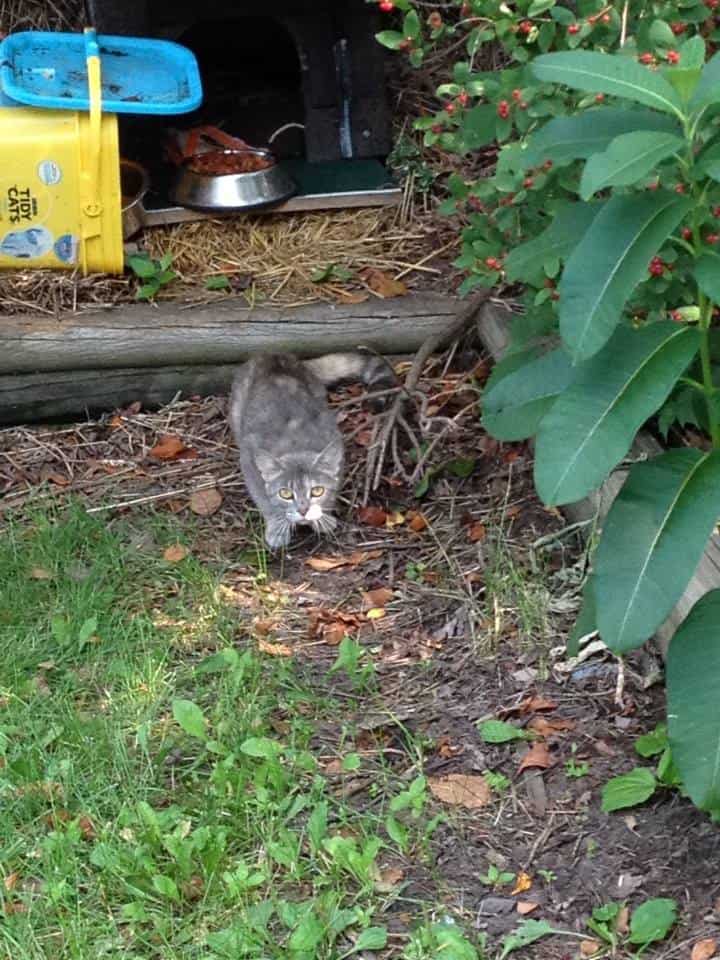 Violet the day we found her with the kittens