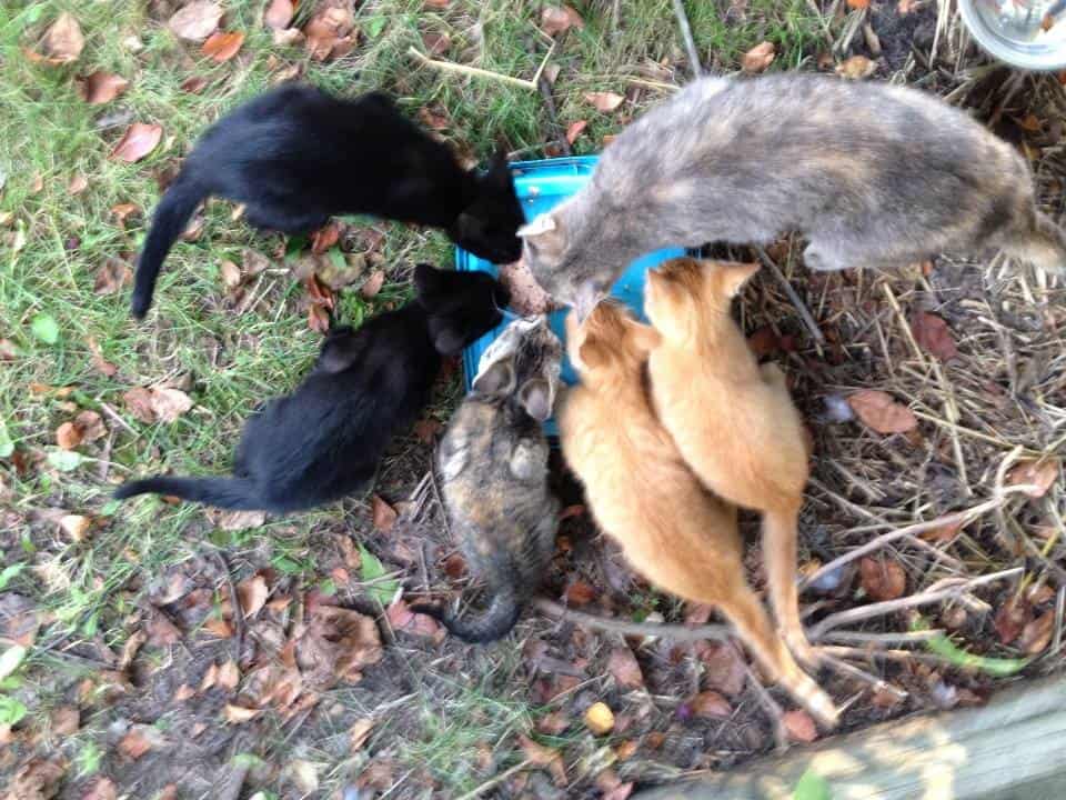 Violet with her 5 kittens